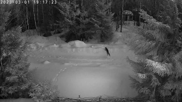 лиса взяла след зайца смотреть онлайн