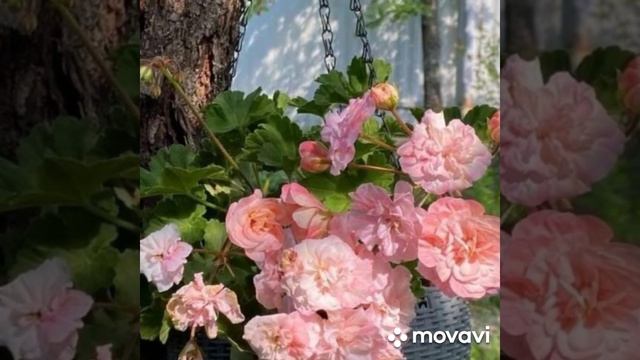 ПЕЛАРГОНИЯ ЛЕОНА ГАЛАКТИКА // КОЛЛЕКЦИЯ ЛИПАТОВОЙ АНАСТАСИИ // ВАЦАП 89152458159 смотреть онлайн