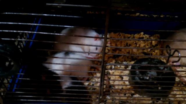 Выставка животных Мариуполь 动物展 Exposición de animales Exhibition of animals смотреть онлайн