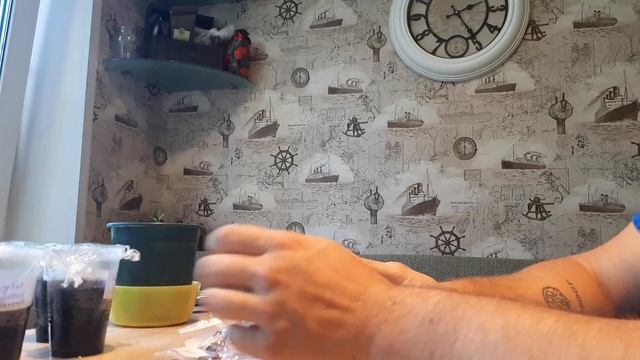 Бонсай из семян\Bonsai from Seeds 1 смотреть онлайн