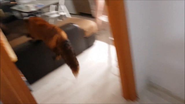 Лисьи Тропы. Интересное Наблюдение за Лисой в Квартире - Жизнь с Лисой / MIKI THE FOX смотреть онлайн
