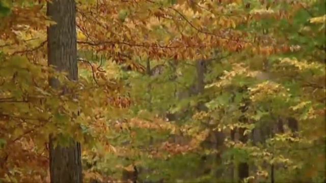 Eric Clapton Autumn Leaves