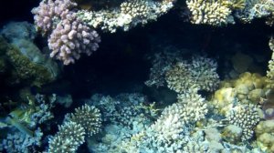 Обзор понтона и кораллового рифа в отеле Риф Оазис Блю бей