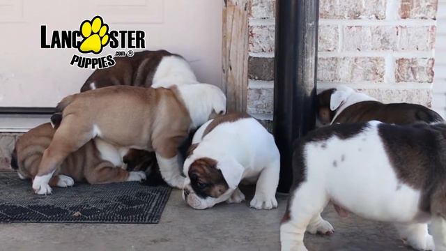 English Bulldog Hybrid Puppies смотреть онлайн