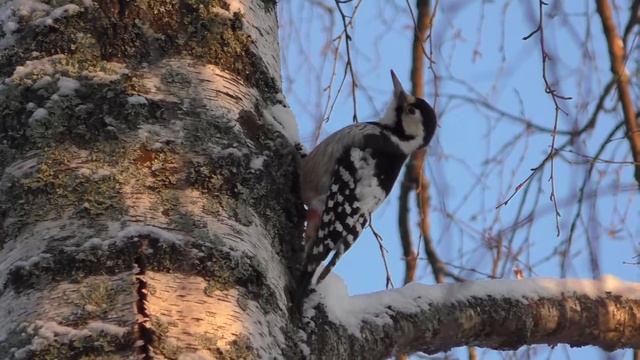 Пестрый дятел. смотреть онлайн