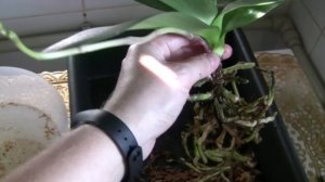 Пересадка орхидеи из мха в кору (Phal. Queen Barry). Желтели листья от шеи.