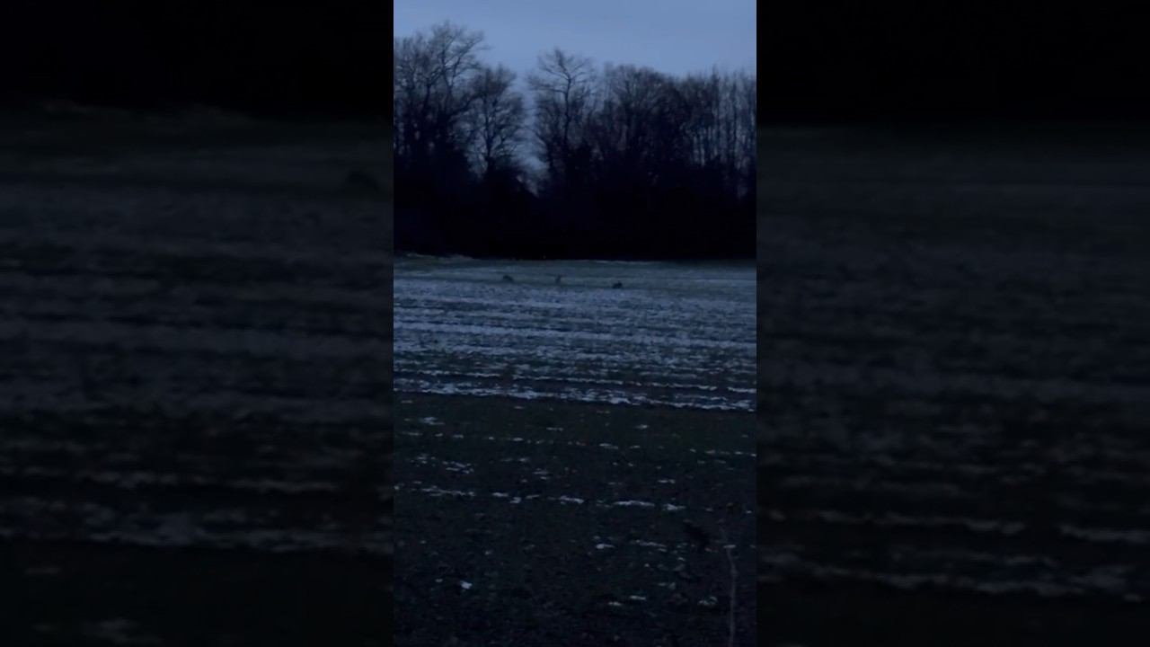 Три зайца на поле Германия Schleswig Holstein. #охота #охотаназайца смотреть онлайн