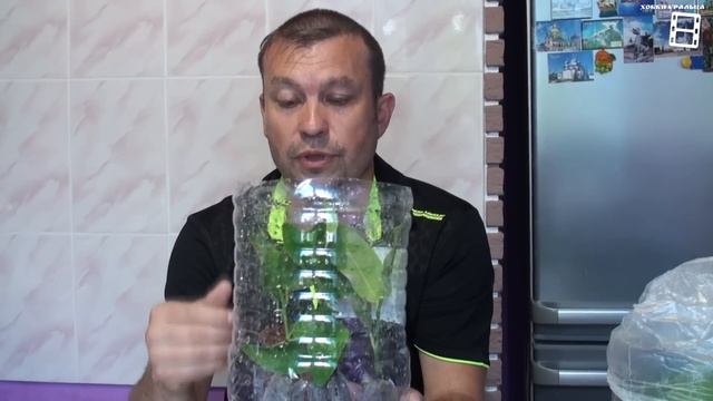 СУПЕР СПОСОБ УКОРЕНЕНИЯ ЧЕРЕНКОВ. ЭКЗОТИКА НА ПОДОКОННИКЕ. ЦИТРУСОВЫЕ. САД (ОГОРОД) И ТЕПЛИЦА смотреть онлайн