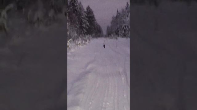 Глухарь смотреть онлайн