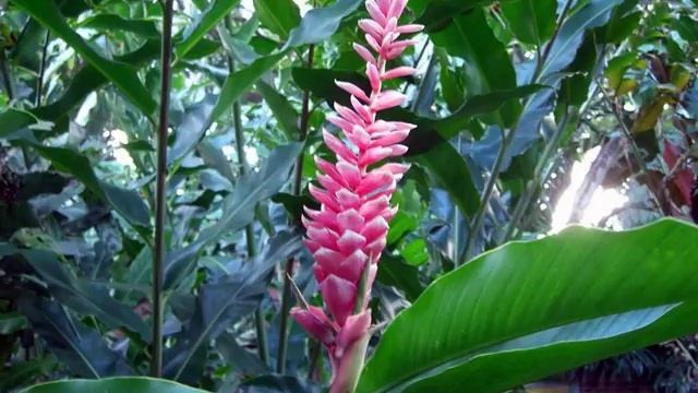 Strange but Beautiful Multicolor Alpinia Purpurata Flowers | Pink Ginger смотреть онлайн