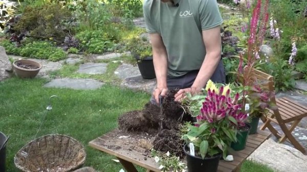 Celosia for Container Gardening