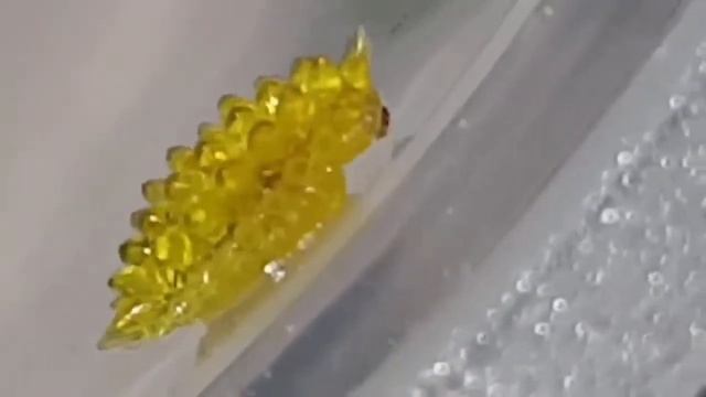 Olona Limacodidae — This Cute but Dangerous worm is toxic (Weekly Animals #1) (check description) ? смотреть онлайн
