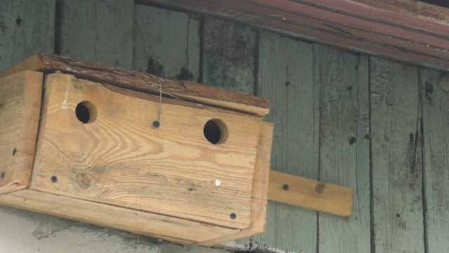 Воробей полевой 170506 1 под крышей дома 20170508Pa770 23