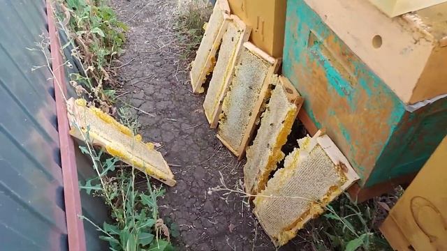 КРАЙНЯЯ КАЧКА В ЭТОМ ГОДУ И ИТОГИ ПО СОТОВОМУ МЁДУ И РАЗДЕЛИТЕЛЯМ ИЗ ПВХ ДЛЯ РОВНОЙ ОТСТРОЙКИ СОТОВ смотреть онлайн