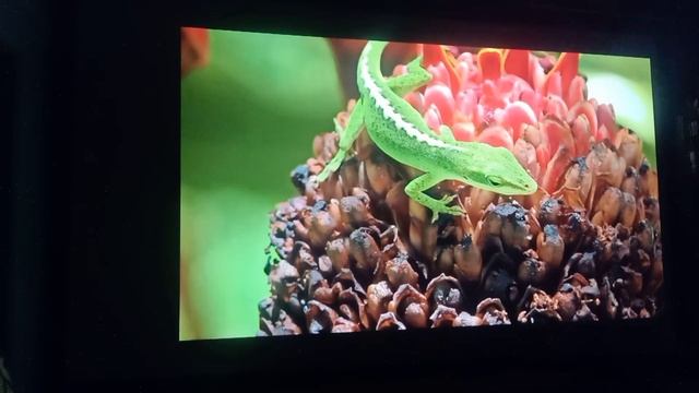 S4 Projector Vs Akey7 Max/vivd Pv01 Projector Comparison Part - 2