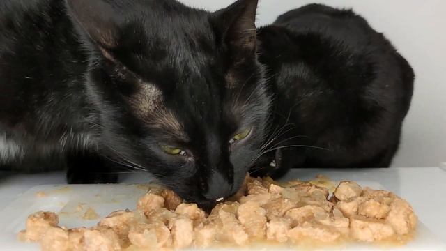 Cats eating Wet food with Egg Yolk ASMR смотреть онлайн