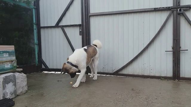 #Akita. Наша любимая Акита. Американская акита. Хороший охранник. Порода отличная. Одесса. VLOG DOG