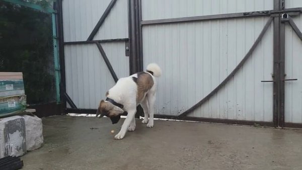 #Akita. Наша любимая Акита. Американская акита. Хороший охранник. Порода отличная. Одесса. VLOG DOG