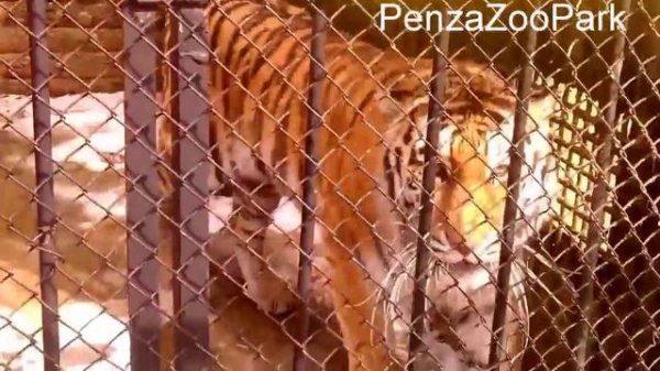 Siberian Tiger ( amur Tiger ) / Тигр амурский (уссурийский или дальневосточный)