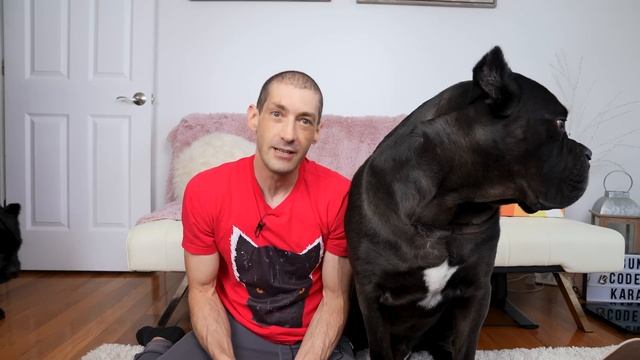 What Your Cane Corso's Sleeping Position Reveals смотреть онлайн