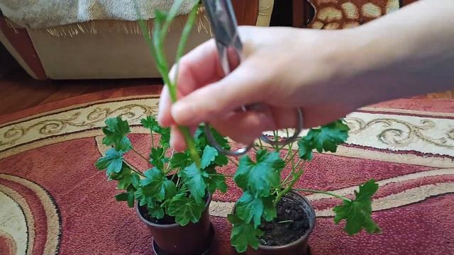 Герань Обрезка. Звездчатый Сорт. Пеларгония Стеллар смотреть онлайн