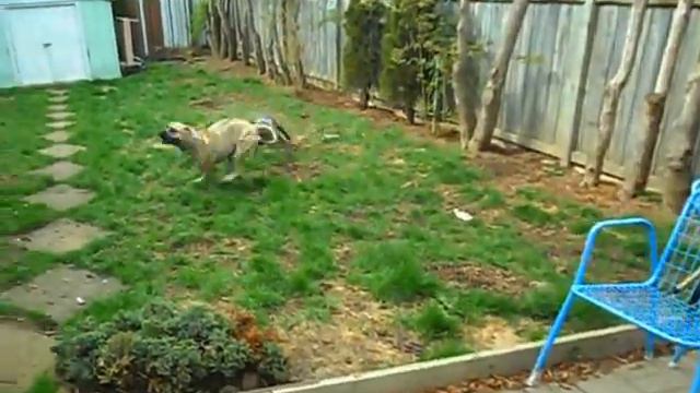 Pit Bull vs Presa Canario смотреть онлайн