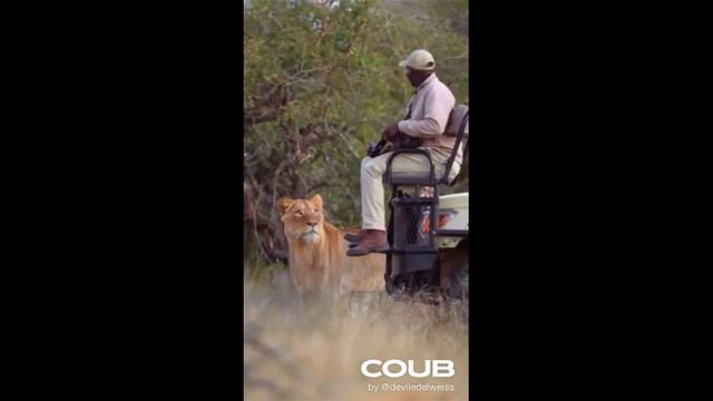 СБОРНИК НОВЫХ ПРИКОЛОВ С ЖИВОТНЫМИ. КОРОТКИЕ ВИДЕО #Shorts (#22) смотреть онлайн