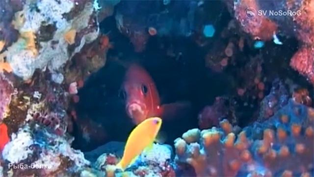 Рыбы-белки – общее название многих рыб семейства голоцентровые смотреть онлайн