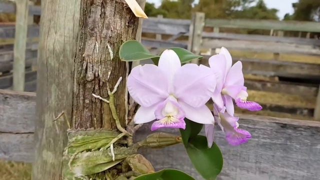 Cattleya nobilior "Reencarnação" смотреть онлайн