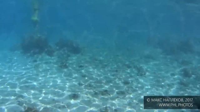 Куба. Карибское море. Коралловый риф смотреть онлайн