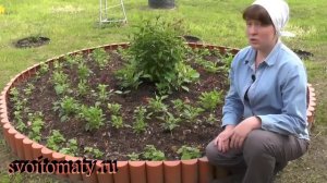 Однолетние георгины – выращивание из семян. Впечатляющий однолетник для клумбы