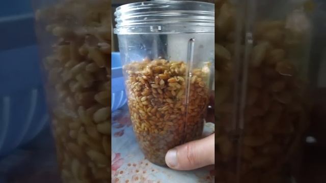 Приготовление гречневой каши горячего ферментирования при помощи пророщенной пшеницы смотреть онлайн