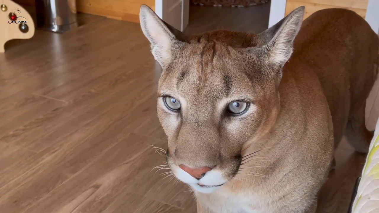 Месси проспал прогулку