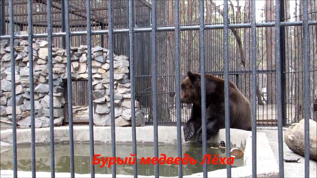 Животные в зоопарке 29.04.19 смотреть онлайн