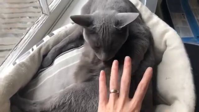 Is the Russian Blue the right cat for you? смотреть онлайн