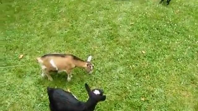 Коза- егоза смотреть онлайн