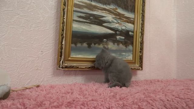 Экзотический короткошерстный котенок Exotic shorthair kitten смотреть онлайн