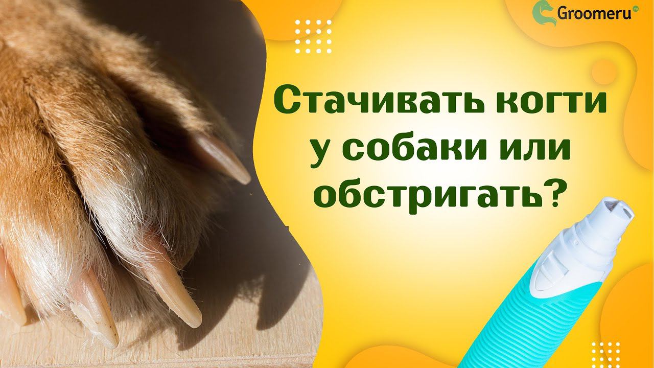 Стачивать когти у собаки или обстригать? Наш совет: сначала работа когтерезом, потом гриндером смотреть онлайн