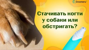 Стачивать когти у собаки или обстригать? Наш совет: сначала работа когтерезом, потом гриндером
