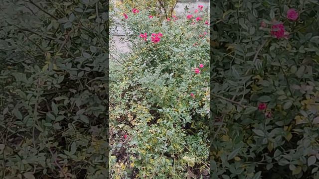 Морозостойкие розы смотреть онлайн