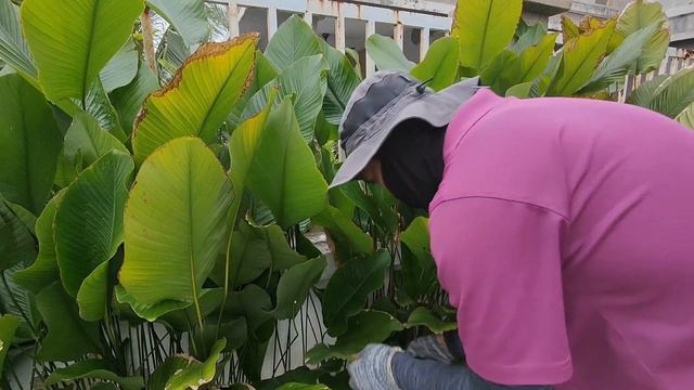 Pokok THAUMATOCOCCUS DANIELLII Sebagai POKOK PAGAR | Pokok Tomato | Tomato Plant