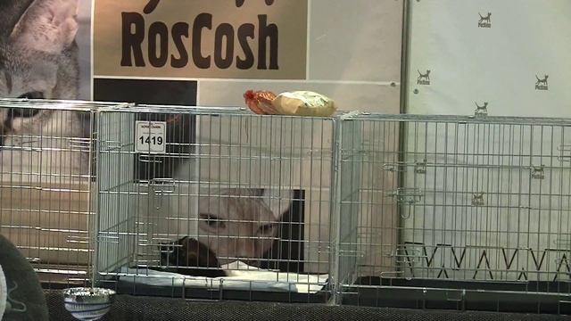 Гран-При Роял Канин