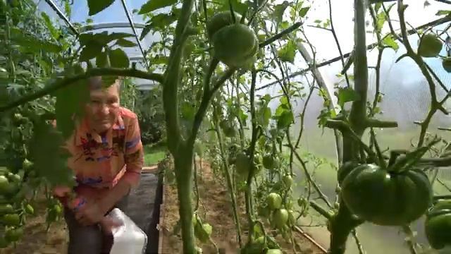 У мамки в 85 в теплицах томаты, перцы, баклажаны, огурцы / Минская область Беларусь смотреть онлайн
