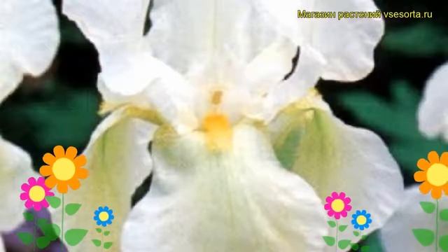 Ирис германский Уайт Найт. Краткий обзор, описание характеристик iris germanica White Knight смотреть онлайн