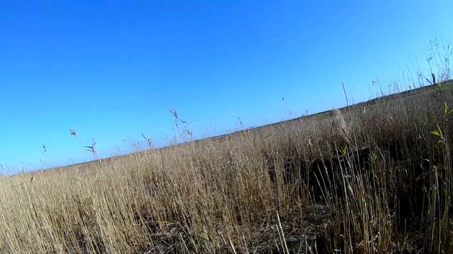 Охота на фазана с дратхааром 2019 смотреть онлайн