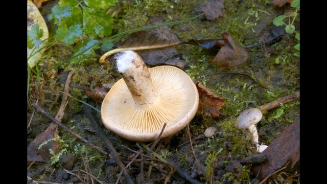 Lactarius pyrogalus смотреть онлайн