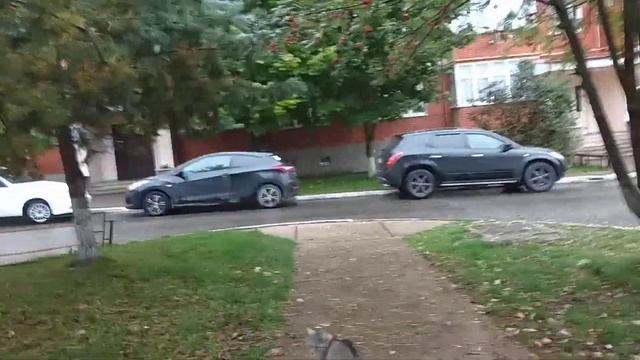 Как назвать кошку ? смотреть онлайн