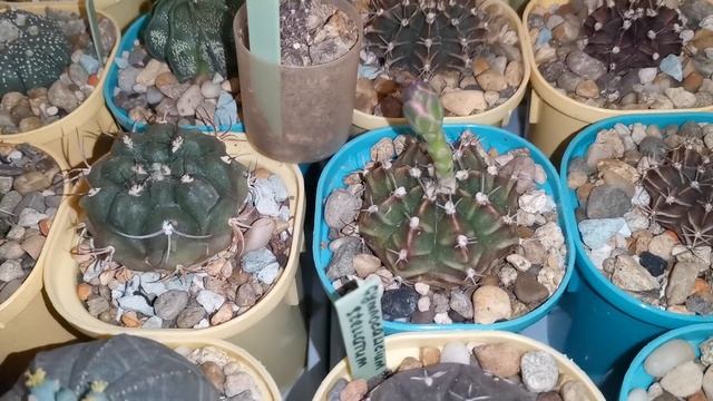 Безымянный #cactus зацвел? смотреть онлайн