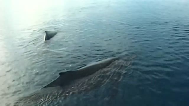 Кит играет с людьми. смотреть онлайн