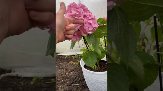 Гортензия Verena/высокорослая букетная смотреть онлайн